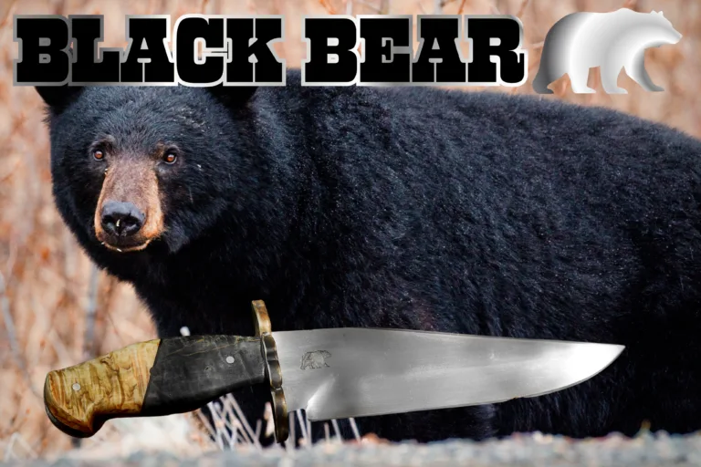 Black Bear